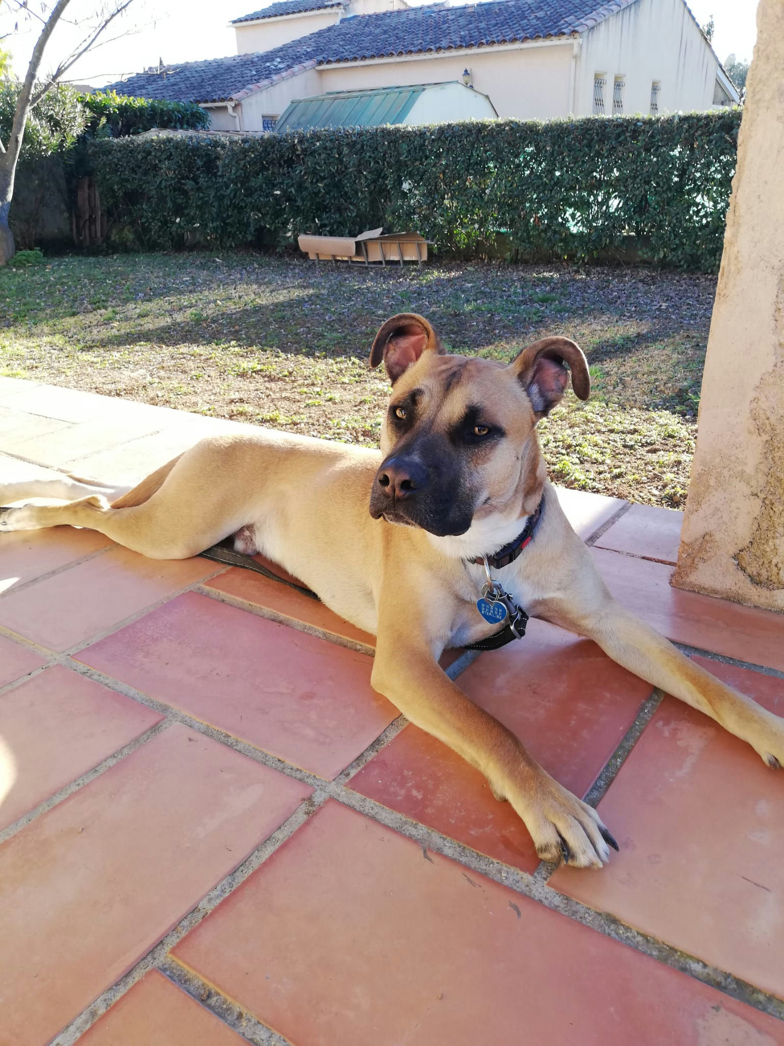 Jean - Dogue argentin - Male adption Les Amis de Sam - Aix en Provence